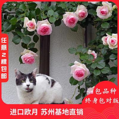 四季常青的芬芳之選 藤本月季薔薇的室內(nèi)外裝飾藝術(shù)